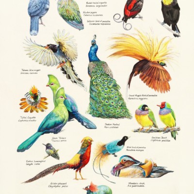 Painted poster of birds.