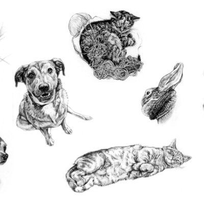 Pet sketch compilation