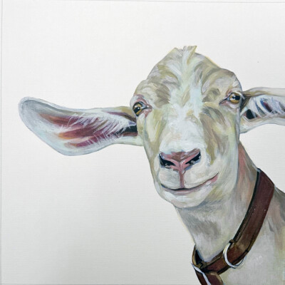 Acrylic painting of a white goat by Andrea Howson