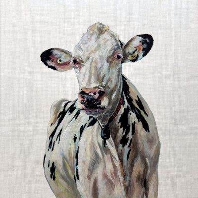 Acrylic painting of a black and white Holstein cow by Andrea Howson