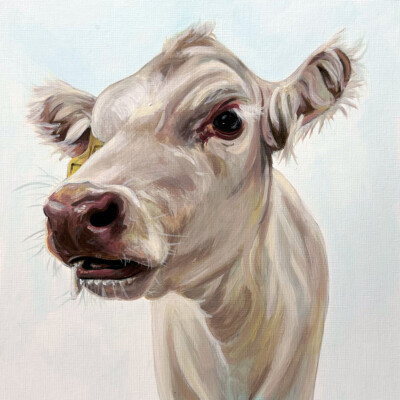 Acrylic painting of a cream coloured Charolais cow by Andrea Howson