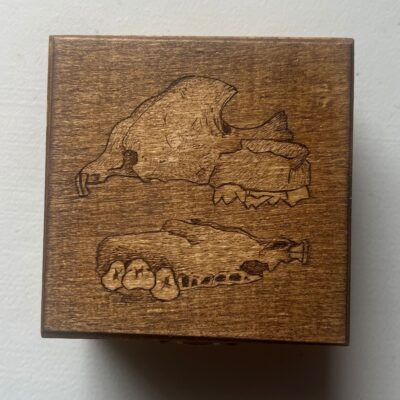 Wood Burned Raccoon Mandible Trinket Box